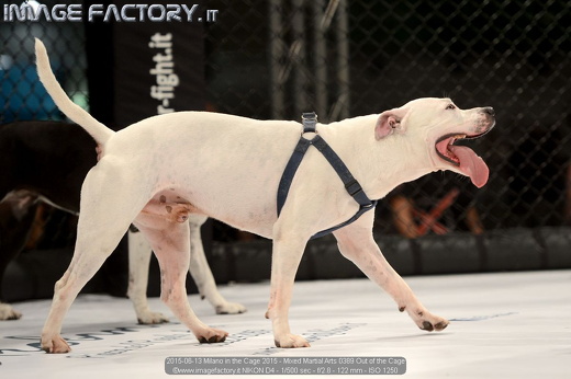 2015-06-13 Milano in the Cage 2015 - Mixed Martial Arts 0389 Out of the Cage